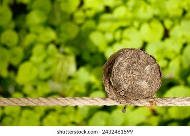 Rope Knot, Tree, Tree trunk, Rope tied to a Tree Trunk with a green plant background, Green, Abstract Rope and Trunk - Powered by Shutterstock