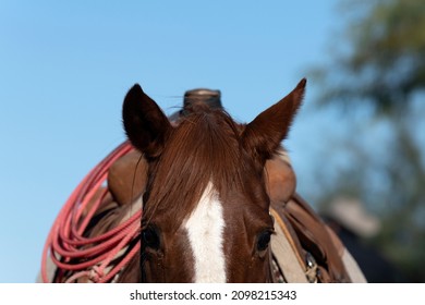 A Rope On An Horse Saddle 