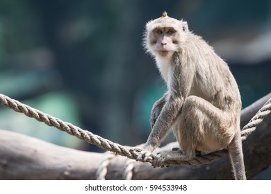 Rope Sitting