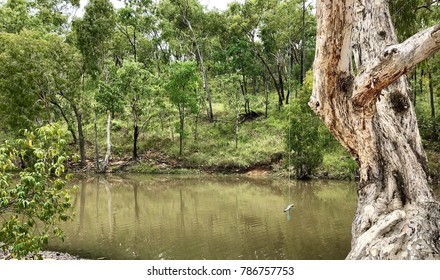 Rope Swing At Douglas River, Northern Territory, Australia