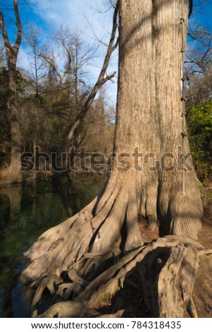 Rope Swing Hanging Tall Cypress Tree Stock Photo Edit Now