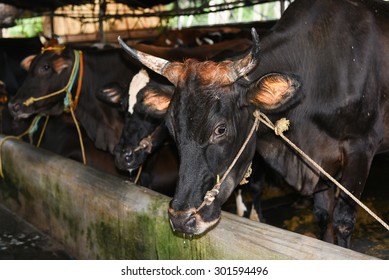 Rope Tied Through Nose To Control A Mad/angry Cow. Cruelty Toward Domestic Animals. Black Cow In A Meat Dairy Breed Cows Farm Kerala India. 