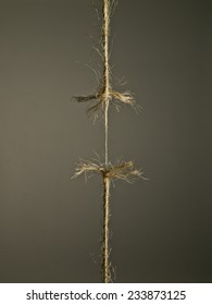 Rope Under Tension, The Moment Before Splitting On Brown Background