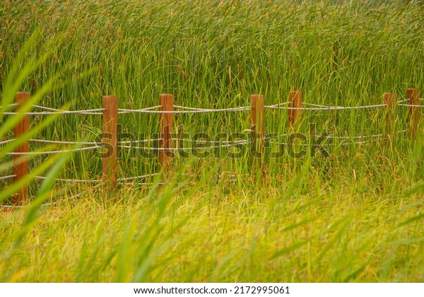 rope-lined wooden path among reeds . A wooden bridge\
over the lake. 