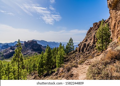 Roque Nublo Gran Canaria Hiking Area With Green Trees And Blue Sky. Scenic Rocks.