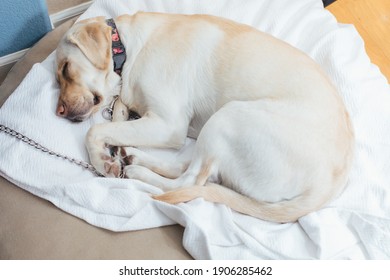 Ros, CA - January 24, 2021: Labrador dog sleeping while curled up on her doggy bed indoors. 
