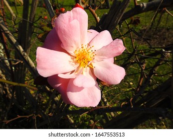 
Rosa Arkansana In Cervantes Park