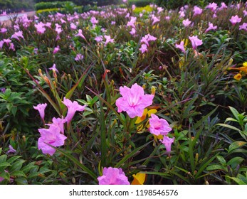 Rosa Arkansana In The Early Morning.