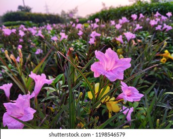 Rosa Arkansana In The Early Morning.