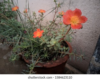 Rosa Arkansana Flower