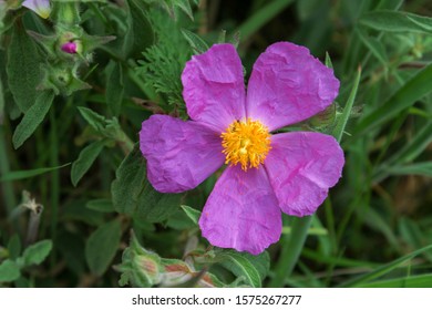 Rosa Arkansana Flower Blooming In Summer.