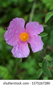 Rosa Arkansana Flower Blooming In Summer.