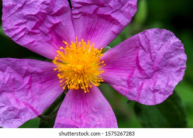 Rosa Arkansana Flower Blooming In Summer.