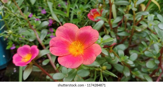 Rosa Arkansana Flowers 