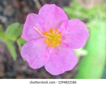 Rosa Arkansana Flowers Are Beautiful Pink