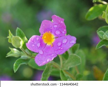 Rosa Arkansana With Water Drops