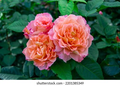 Rosa Augusta Luise, pretty hybrid tea rose plant. Beautifully blooming pale flower. Illuminated by sunlight. - Powered by Shutterstock