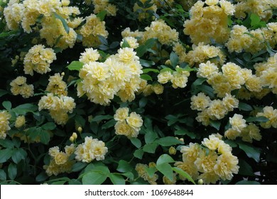 Rosa Banksiae Flowers