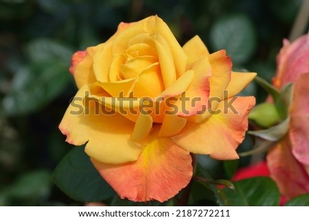 Rosa 'Brokat' is a tea rose with yellow flowrs Stock foto © 