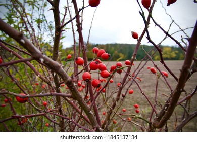 Rosa Canina with ripe red berries - rose Pometum