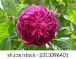 Rosa 