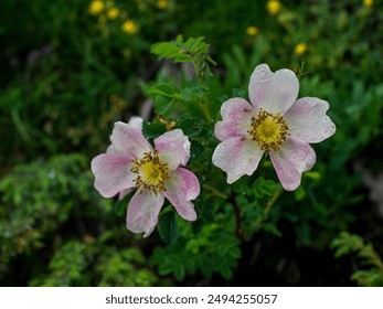 Rosa Carolina Flower - Macro Photography - Pink Flower with Yellow Center - Powered by Shutterstock