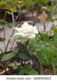 Rosa Chinensis Is A Member Of The Genus Rosa. Species Of Thorny Shrubs Or Climbing Plants. Flowers Produce Aggregate Fruit (develop From A Single Flower With Multiple Pistils)