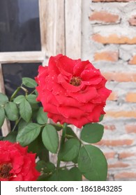 Rosa Chinensis Is A Member Of The Genus Rosa. Species Of Thorny Shrubs Or Climbing Plants. Flowers Produce Aggregate Fruit (develop From A Single Flower With Multiple Pistils)