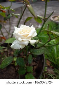 Rosa Chinensis Is A Member Of The Genus Rosa. Species Of Thorny Shrubs Or Climbing Plants. Flowers Produce Aggregate Fruit (develop From A Single Flower With Multiple Pistils)