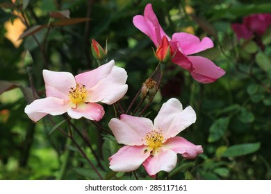 Rosa Chinensis Mutabilis