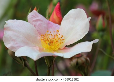 Rosa Chinensis Mutabilis