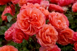 Rosa 'Coral Lions Rose' (Korzwanlio). A Beautiful Orange Floribunda Rose Bred By Kordes Roses.