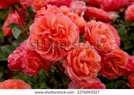 Rosa 'Coral Lions Rose' (Korzwanlio). A beautiful orange floribunda rose bred by Kordes Roses.