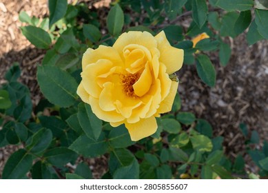 Rosa 'Eclipse'  Hybrid Tea rose flowers in the garden. Canada. 