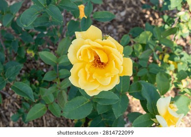 Rosa 'Eclipse'  Hybrid Tea rose flowers in the garden. Canada. 