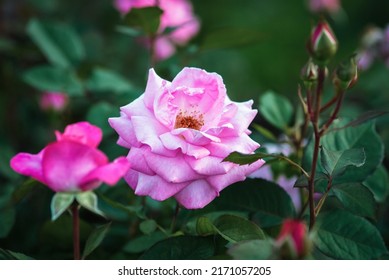 Eliza Rose Id Card