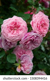 Rosa Eva Gabor - Plant