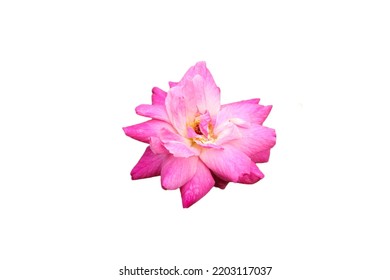 Rosa Gallica Flowers Are Pink. Isolated White Background