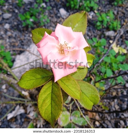 Rosa gigantea is a species of rose native to northeastern India, northern Myanmar and southwest China in the foothills of the Himalayas at altitudes of 1000-1500 m.  Sometimes considered a variety of 