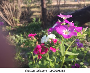 Rosa Glauca Plant Rose Plant
