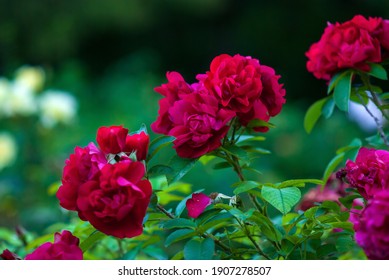 Rosa Hansaland - Dark Red Hybrid Rugosa Roses Flowering In Summer Garden