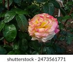 Rosa "Henrietta" flower in the garden. Garden rose blooming in summer.