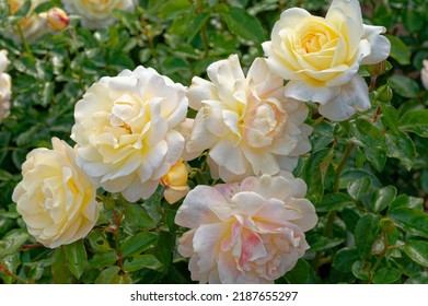 Rosa 'Herrmann-Hesse-Rose' Is A Cluster Flowered Rose With Yellow Flowers