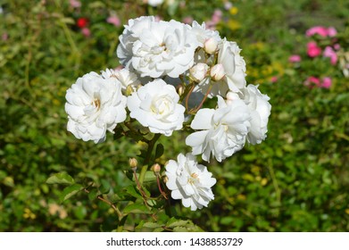 Rosa Hybrida Cv. Ave Maria