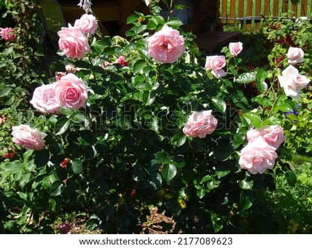 Rosa La Fontaine aux Perles. Garden in the Moscow region, July 2022.