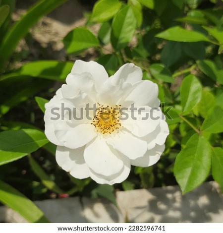Rosa laevigata, the Cherokee rose, is a white, fragrant rose