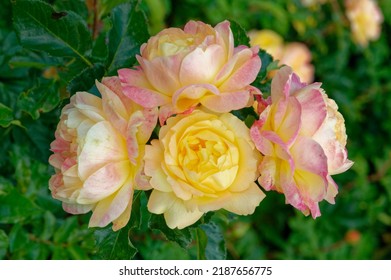 Rosa 'Lampion' Is A Cluster Flowered Rose With Apricot Flowers