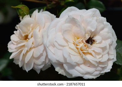 Rosa 'Lions Rose' Is A Cluster Flowered Rose With White Flowers