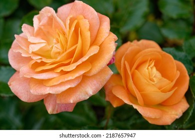 Rosa 'Mango' Is A Cluster Flowered Rose With Apricot Flowers