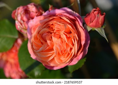 Rosa 'Mary Ann' Is A Cluster Flowered Rose With Pink Flowers